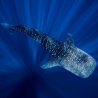 Swim Shorts Whale Shark - Swimshorts_Man - KAMPOS